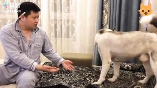 Cute is Not Enough - Funny Cats and Dogs Compilation #229