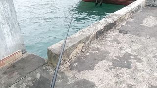 Mancing baronang babon senar sampai putus