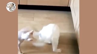 Cats vs Dogs fights - angry cats vs dogs funny compilation
