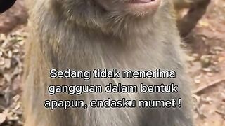 Sedang pusing