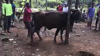 Proses penyembelihan hewan kurban