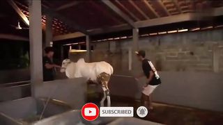 Crazy cow Sapi ngamuk  saat mau di kirim.... ????????Sapiqurban2023