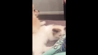 Cats And Dogs Protecting Each Other Compilation