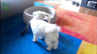 Funny Cats Stealing Dog Beds - Funny Animal Videos