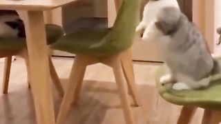 Cat funny 18