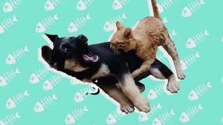 ???? Hilarious Cats Bullying Innocent Dogs ????