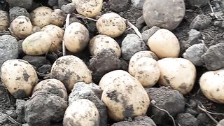 Potato in field..... satisfied https://payup.video/u/205463