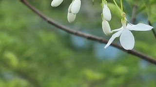 very beautiful flower
