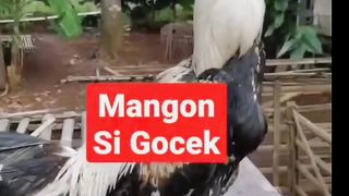 Amazing Rooster#1