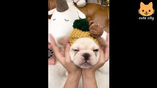 Cute is Not Enough - Funny Cats and Dogs Compilation #249