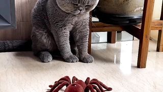 VIDIO CAT