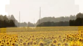 sunflower oil