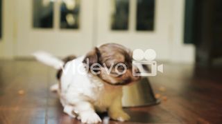 Puppy look to camera