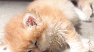 funny cat 54
