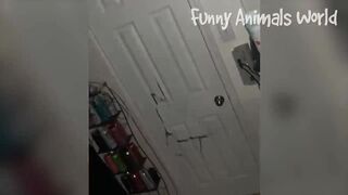 Funniest Dogs And Cats Videos ???? - Best Funny Animal Videos 2023 ???? #2