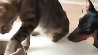 funny cat 56