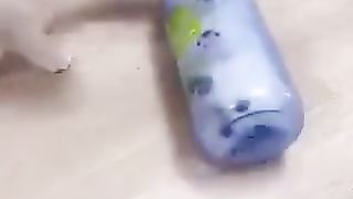 funny cat 57