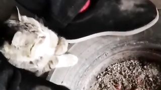 funny cat 58
