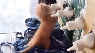 funny cat 61