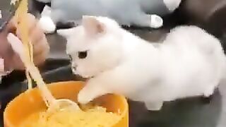 funny cat 62