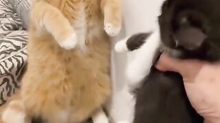 funny cat 63