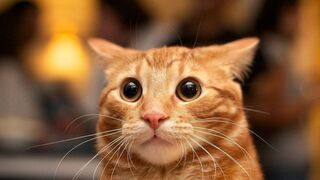 cat cute moments