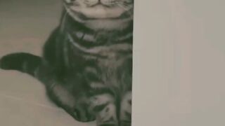 Kucing Gemoy