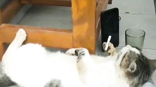 funny cat 59