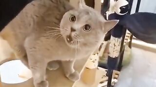 funny cat 64
