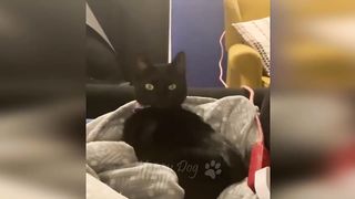 Funny animals - Funny cats / dogs - Funny animal videos / Best videos of February 2023