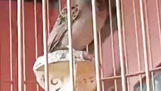 Mirafra javanica song