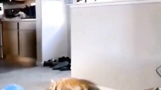 VIDIO CAT 2