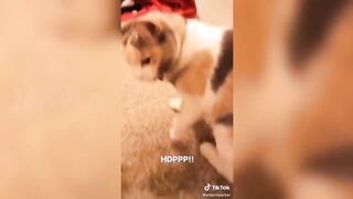 Funny Cats React to Catnip 2021 TikTok Compilation ???? | Cat 2021 | JoysPets 2