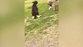 EXTREME try not to laugh
