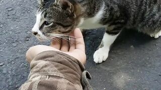 CUTE CAT FUNNY CAT KUCING LUCU KUCING IMUT
