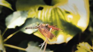 dragonfly