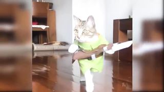 Baby Cats - Cute and Funny Cat Videos Compilation #66 | Aww Animals 2