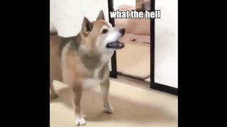 Funny Animal Voiceover Compilation Part 6 @klrdubs TikTok