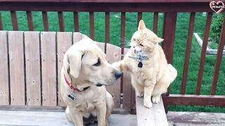 Cats vs Dogs Fighting - Funny Cats and Dogs Compilation || PETASTIC ???? 2