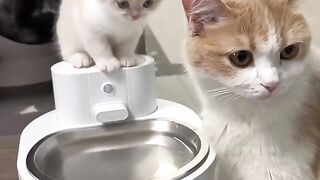 Funny pet 5