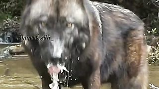 sound of animal 3