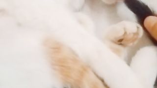 Funny cat 133