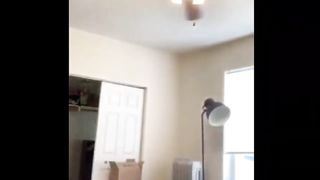 Cat machine gun funny compilation pet switch