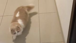 funny cat 65