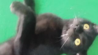 Funy cat 8