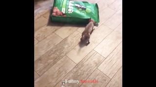 Funny and So Cute Dogs And Cats compilation 2019 #16 - FunnyAnimals