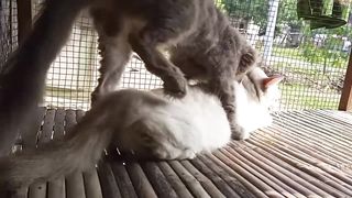 first time cat mating