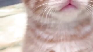 funny pussy cat