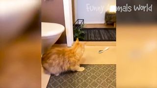 Funniest Cats And Dogs Videos ???? - Best Funny Animal Videos 2023 ???? #9 3
