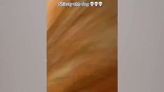 "IT'S CHIHUAHUA TIME!" - The Ultimate Funny Chihuahua Compilation